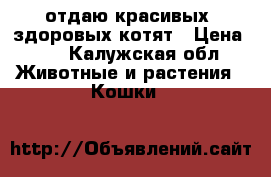 отдаю красивых, здоровых котят › Цена ­ 0 - Калужская обл. Животные и растения » Кошки   